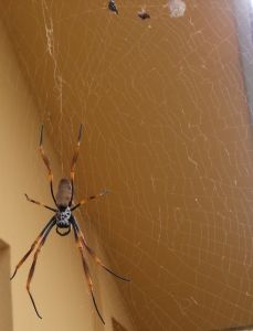 Goldern Orb Spider